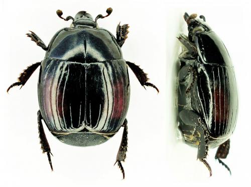 Margarinotus purpurascens